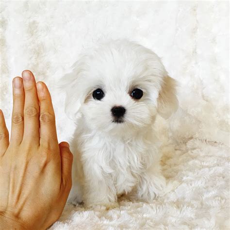 tiny teacup malteses.